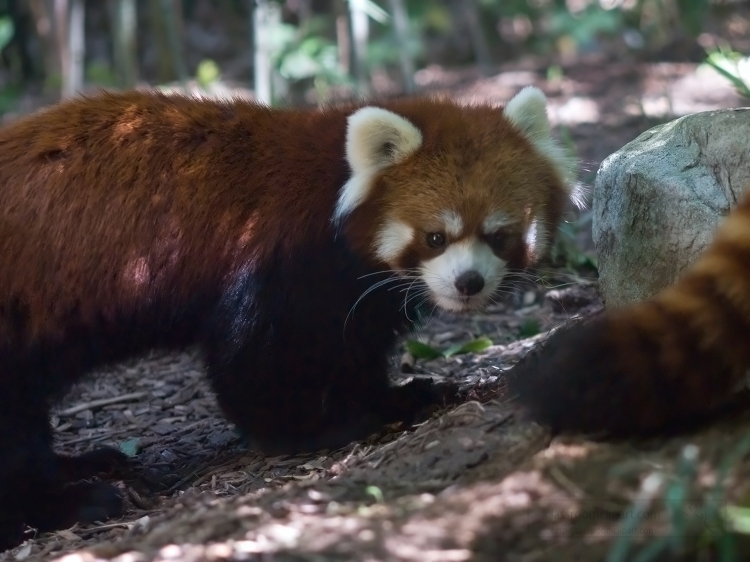 cute red panda shows white fluffy ears