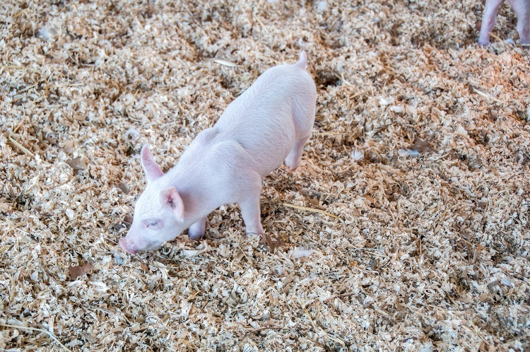 cute small baby white piglet