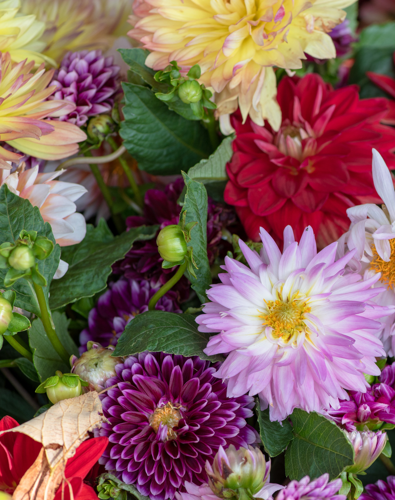 dahlia flower bouquets on farmers market