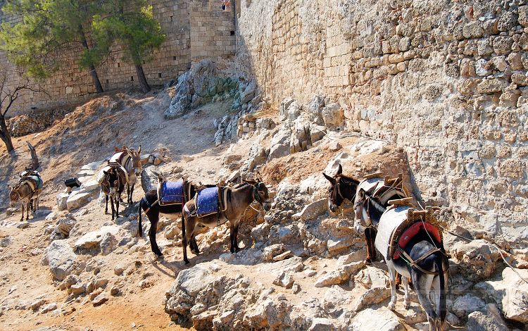 donkeys at Medieval City of Rhodes
