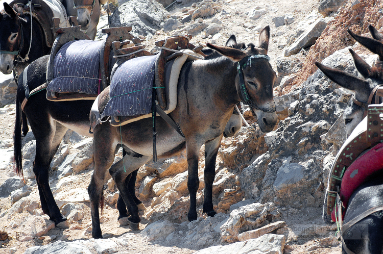 donkeys standing near rocky area rhodes greece