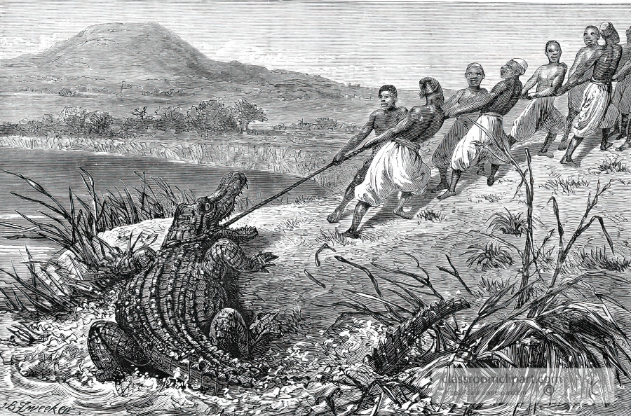 dragging a crocodile to land historical illustration africa