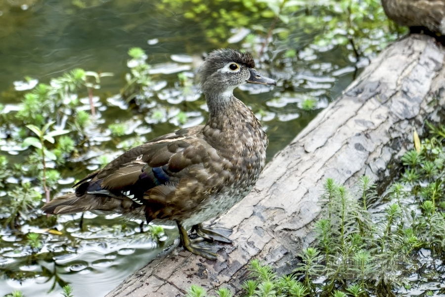 duck on log in marsh photo_13