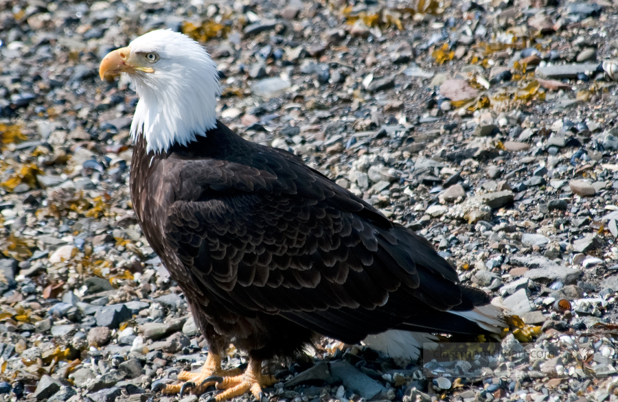 eagles icy straits point alaska 483