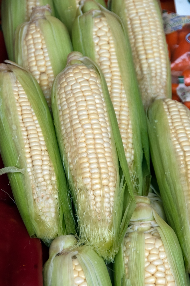 ears of corn at market seattle washington photo image 610