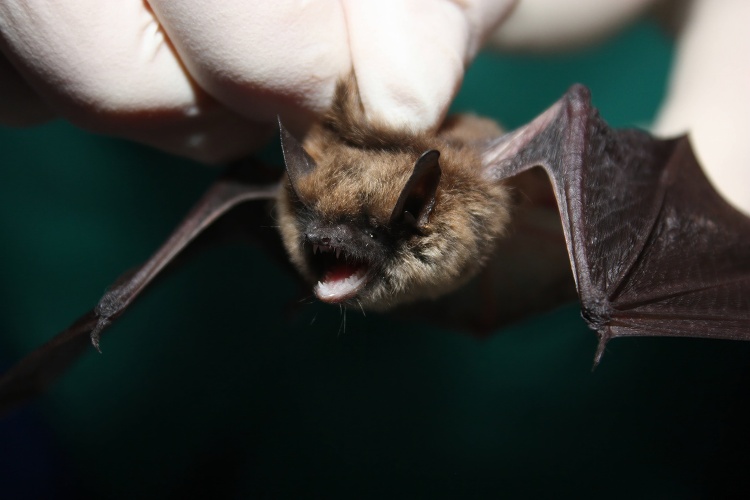 Eastern small footed bat sharpen