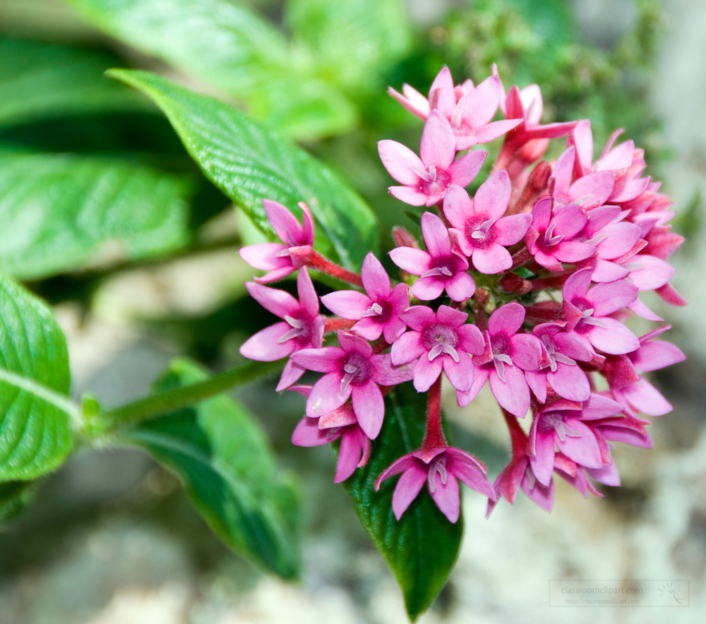 egyptian starcluster plant with flower