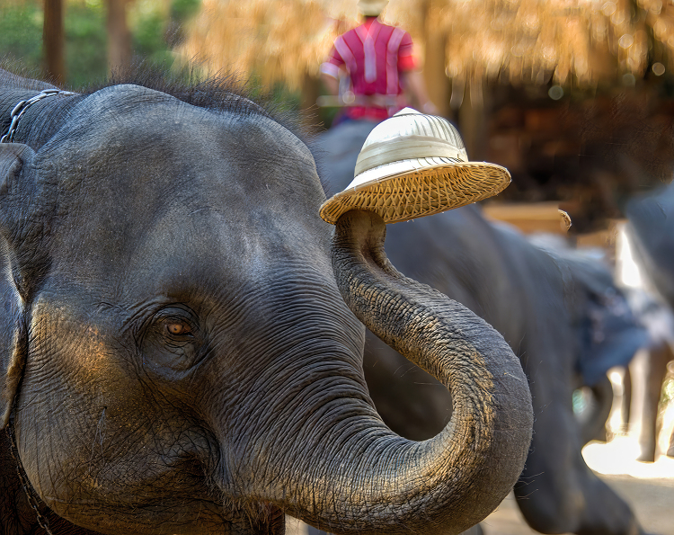elephant balances a straw hat on the tip of its trunk