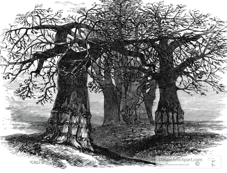 elephants foot or gouty limbed tree historical illustration afri