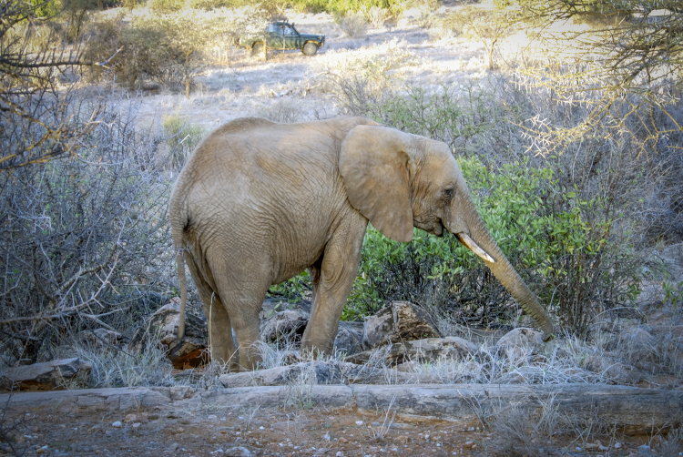 elephant-walking-in-the-brush-kenya-africa