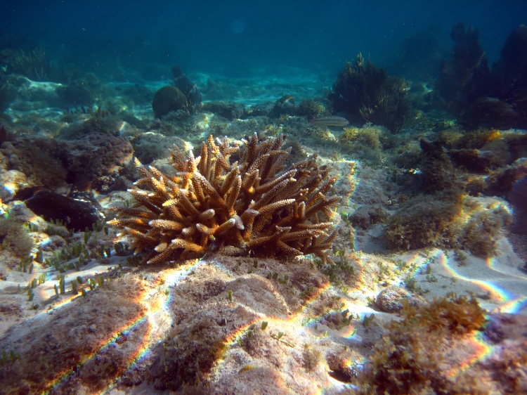 Elkhorn Coral