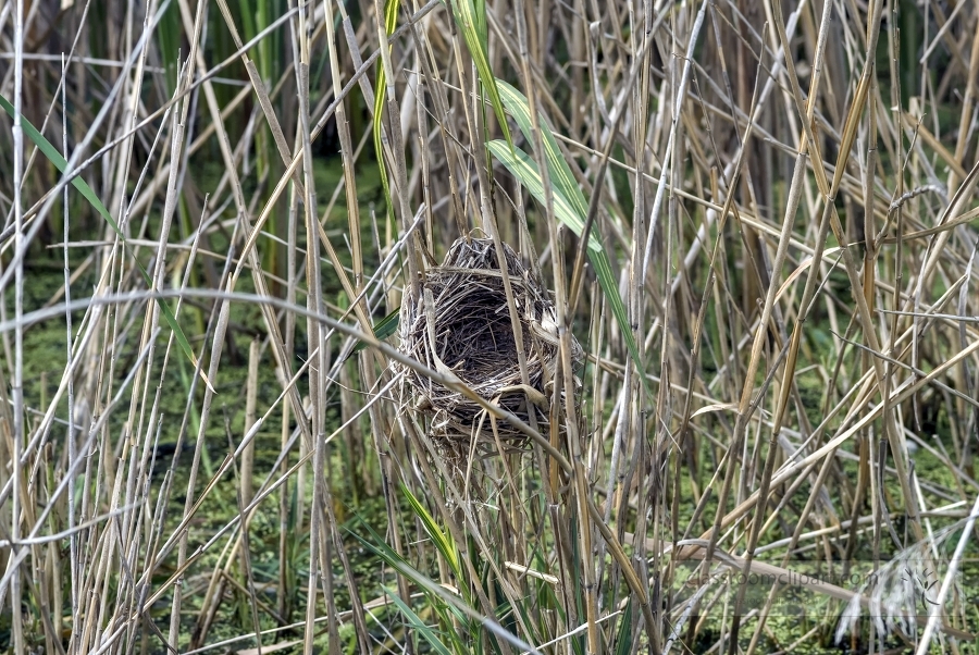 empty birds nest in marsh photo_08
