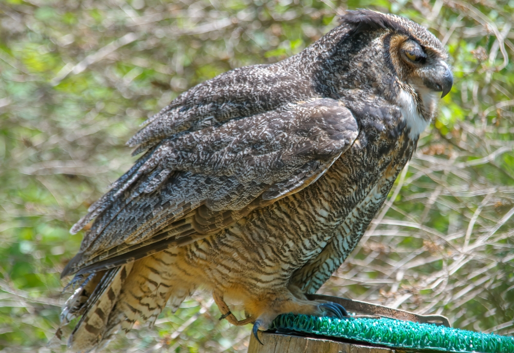 Eurasian eagle owl side view