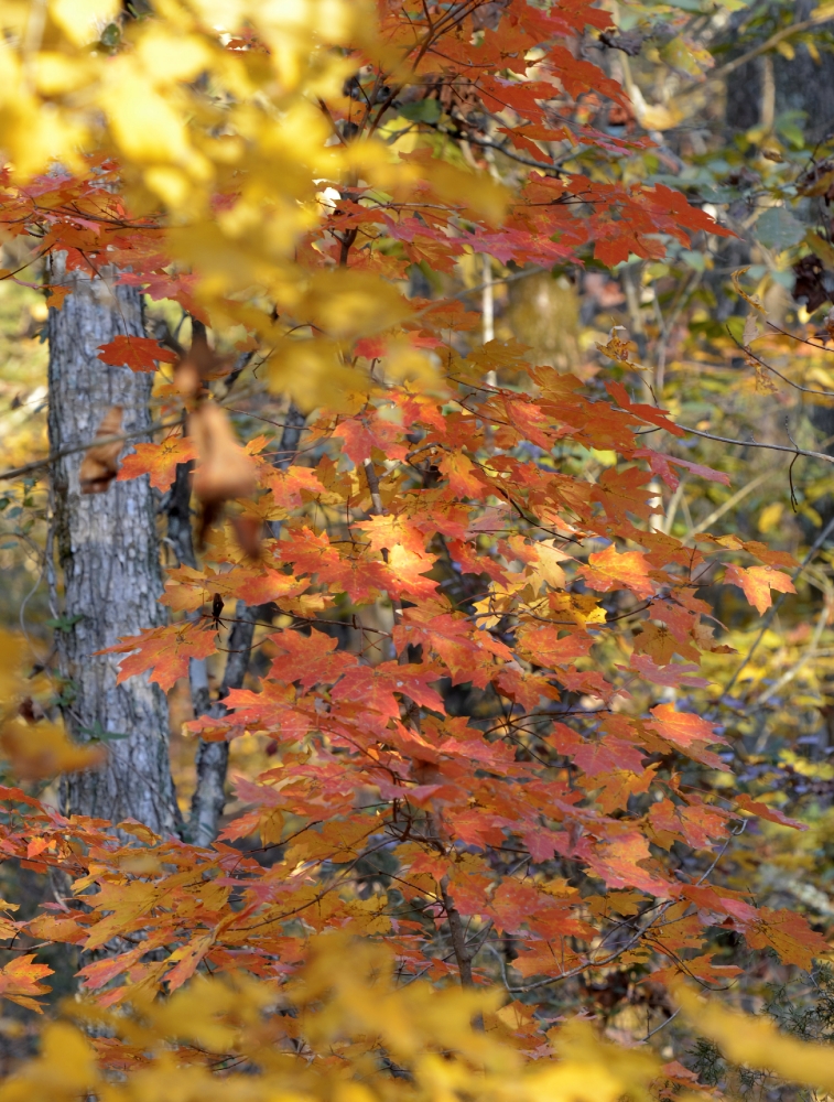 fall colors tree 90A