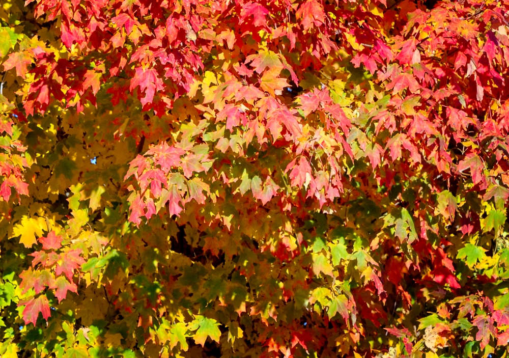 fall folliage tree colors