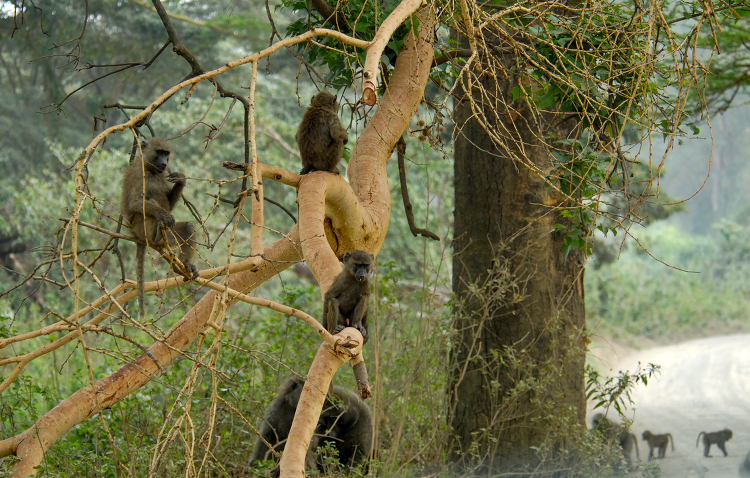 Family Of Baboons playing in trees African