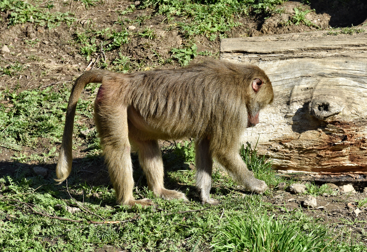 female hamadryas baboon photo 620E