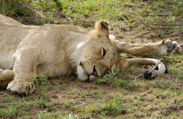 female lion kenya africa picture_098