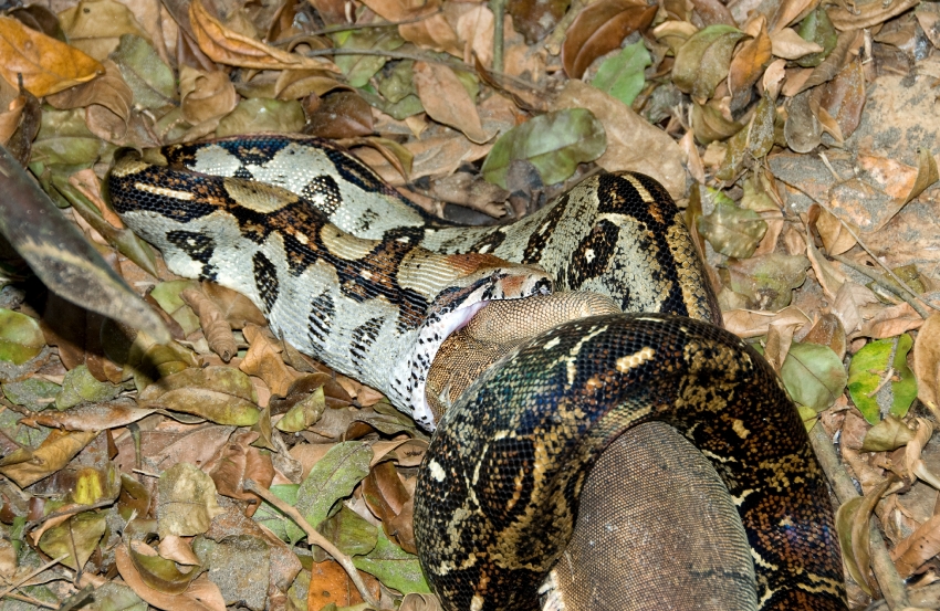 Fer De Lance Snake Eating Iguana