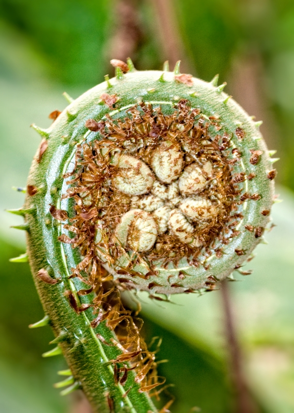 Fern Leaf Frond 