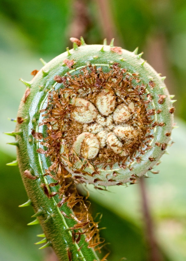 Fern Leaf Frond