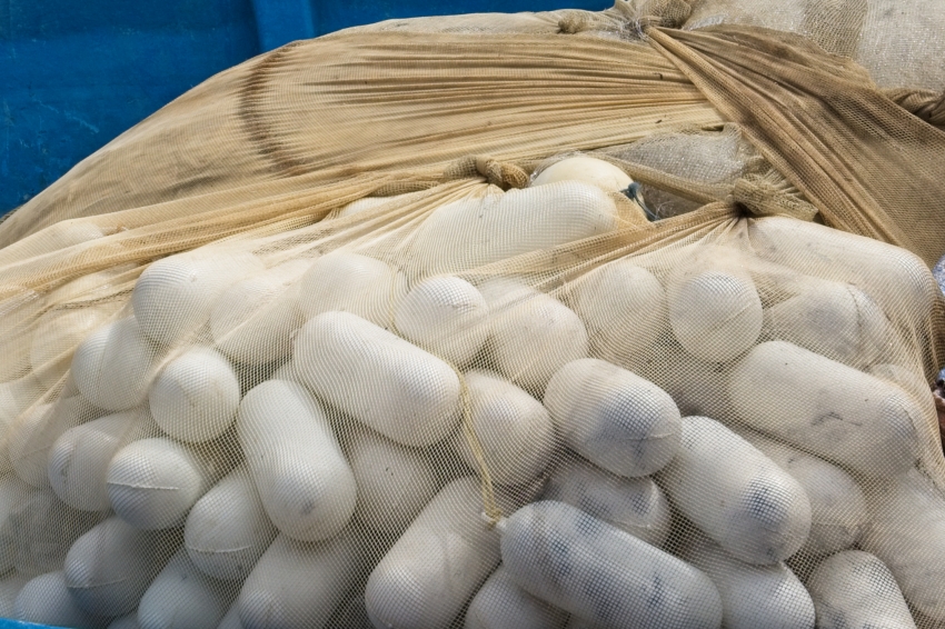 fishing net filled with bouys langkawi malaysia