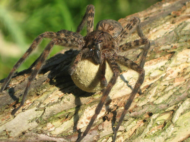 Fishing spider with egg sac