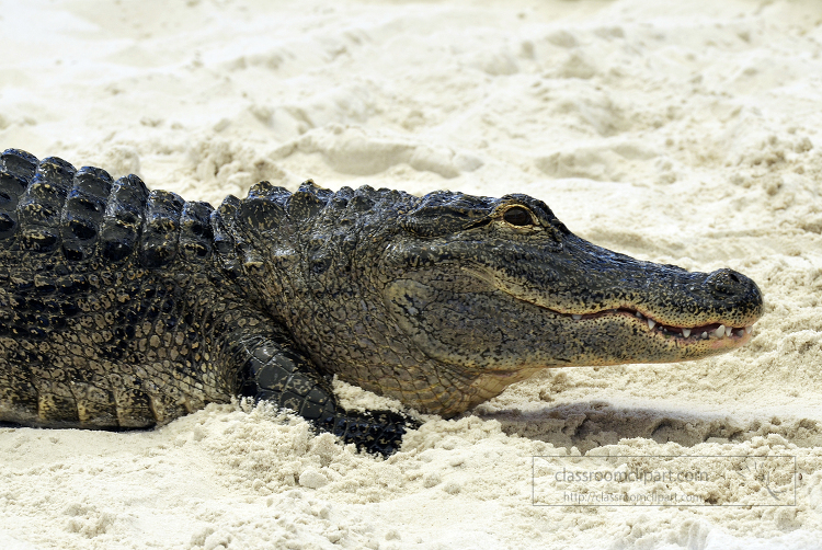 florida alligator 723a