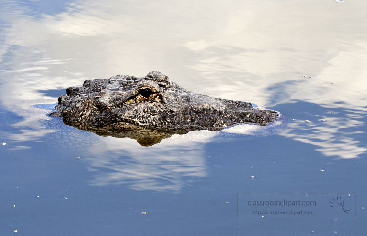 florida alligator 758a