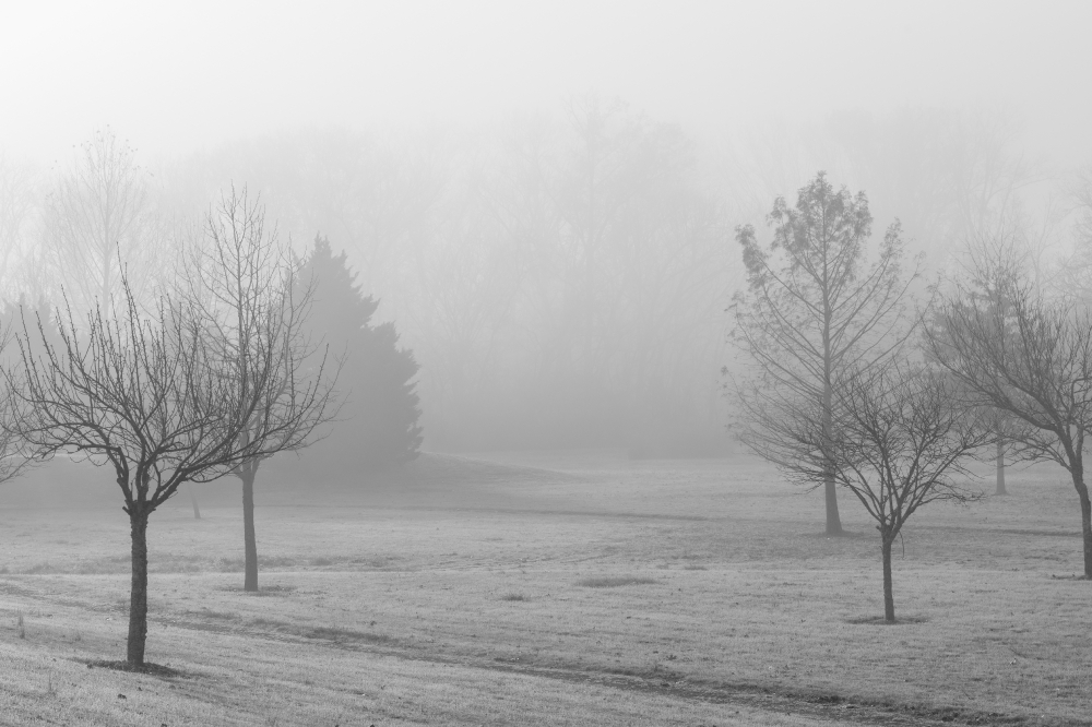 fog in the early morning at park black white photo
