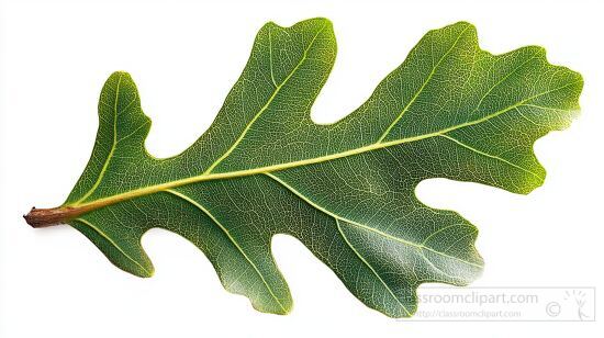 fresh green oak leaf with distinct lobes and a brown stem