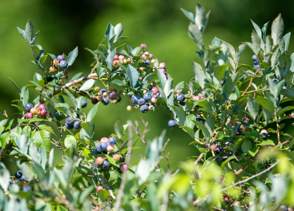 fresh organic blueberries growing on bush