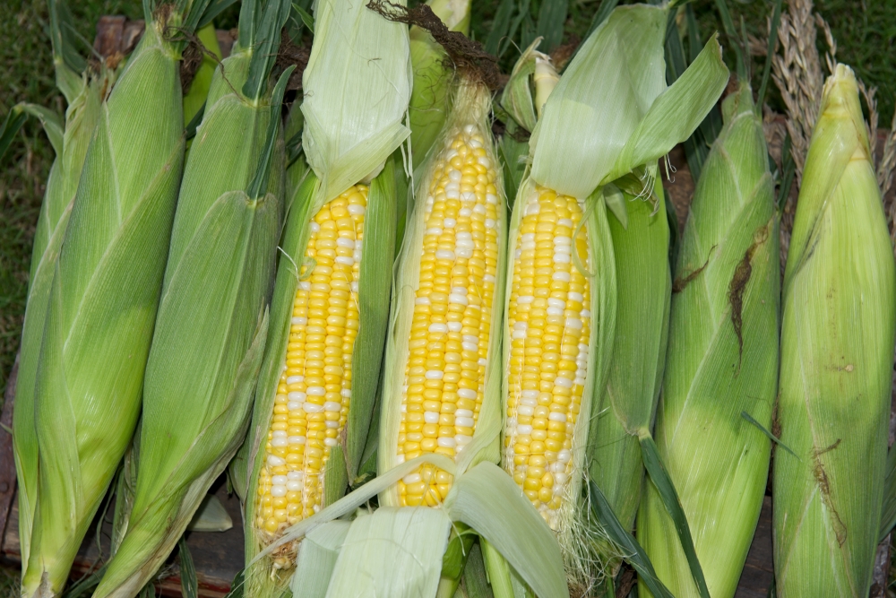freshly picked corn from farm 26311