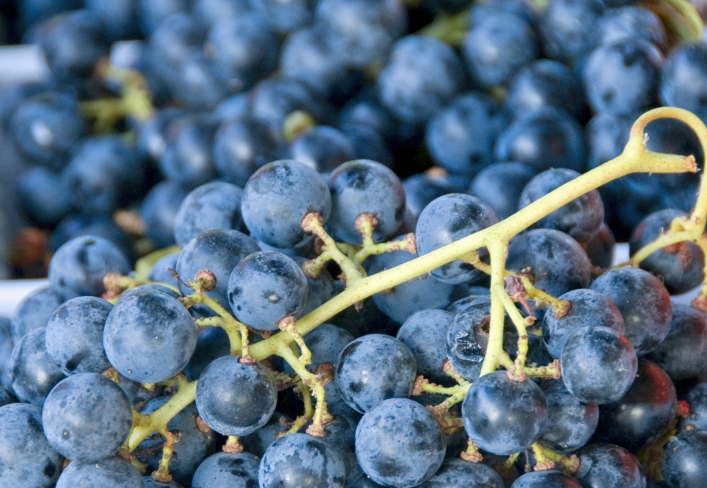 freshly picked dark purple grapes