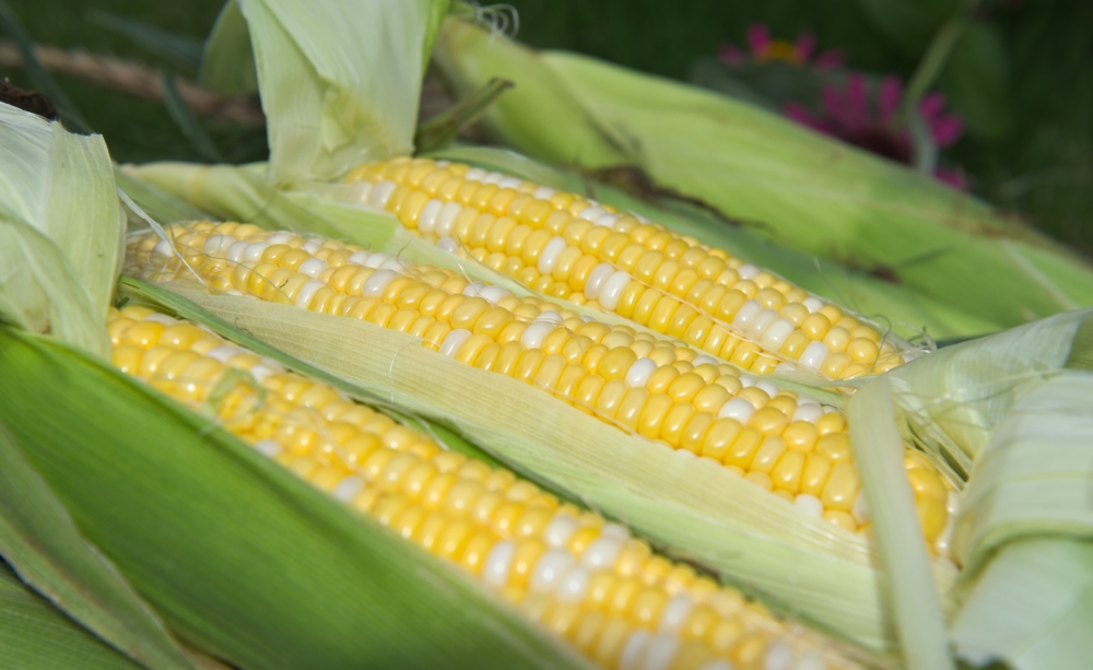 freshly picked ears of corn from farm