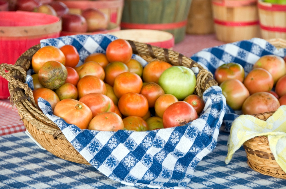 freshly picked tomatoes in blue white covered baseket