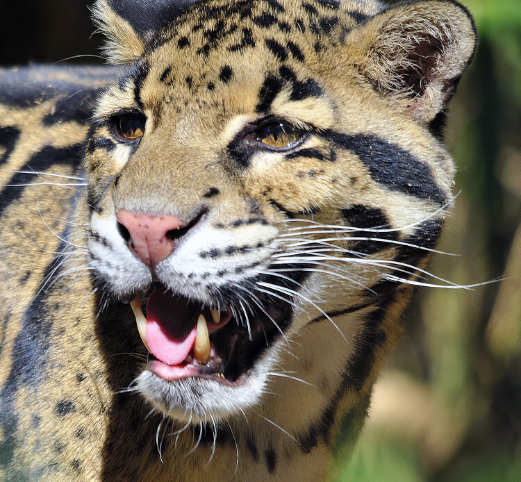 leopard mouth