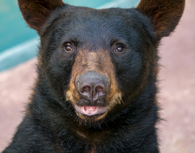 front view of a black bear