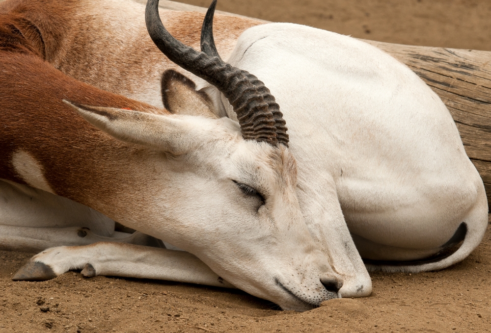 gazelle antelope sleeping