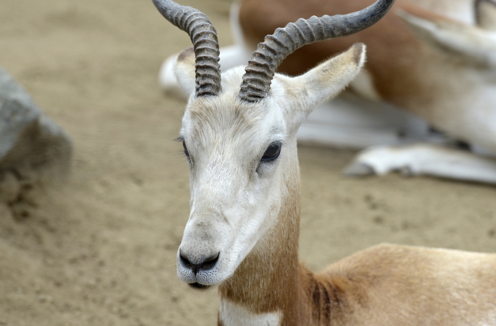 gazelle front view shows horns