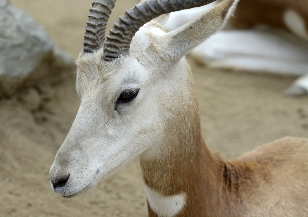 gazelle side view closeup