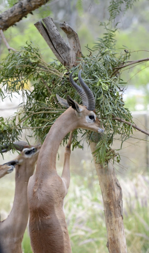 gerenuk 1352A