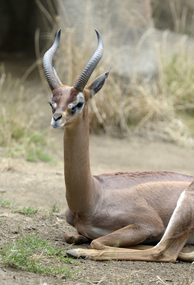 gerenuk sits on all four legs