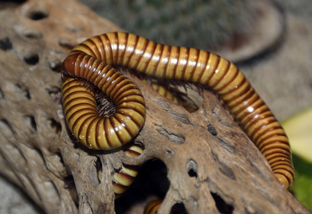 giant african millipede 9830A