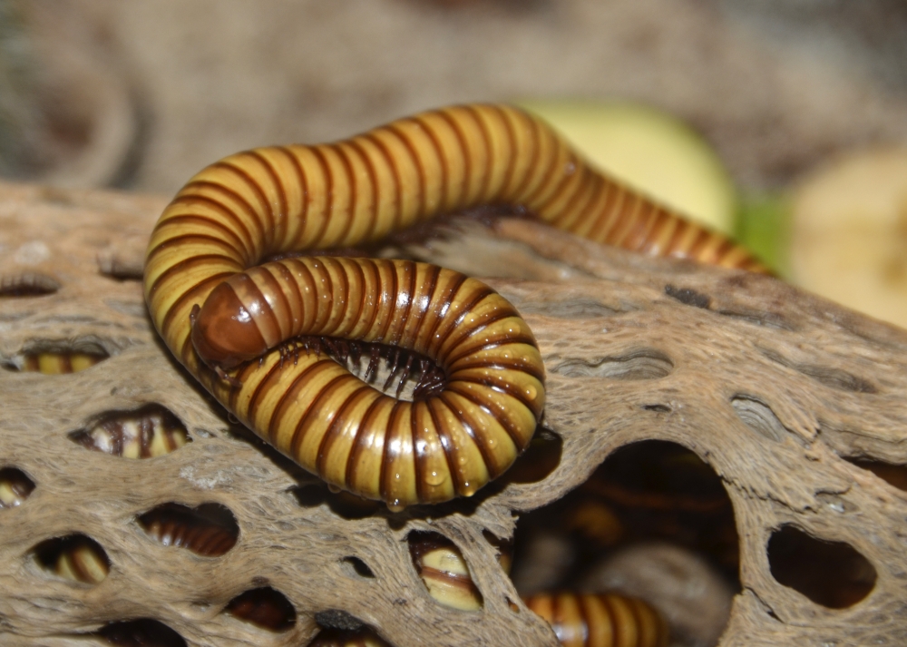 giant african millipede 9832A