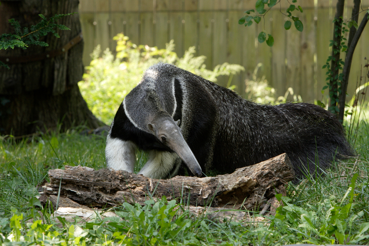 Giant Anteater sits on grass near a log at zoo