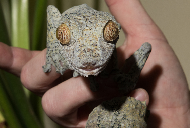 Giant Leaf tailed Gecko closeup