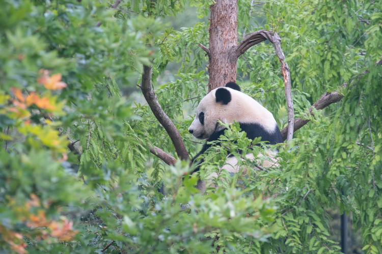 Giant Panda  sitting in a tree filled forest
