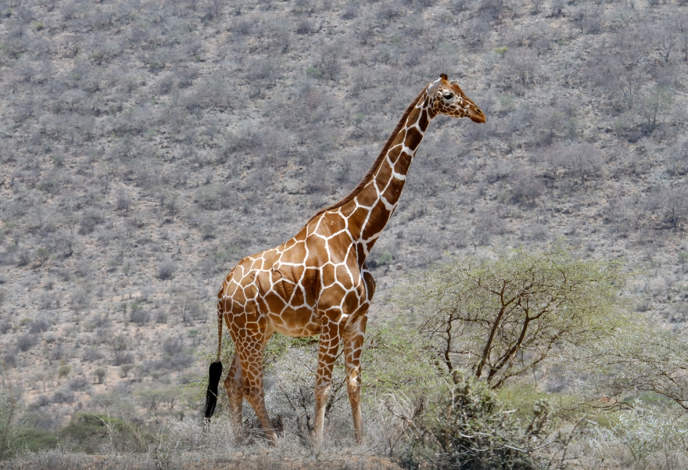 Giraffe kenya