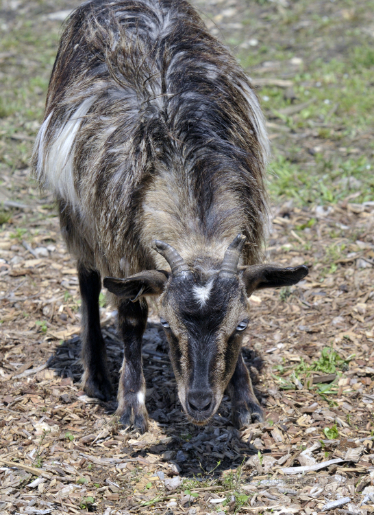 goat at farm photo 45